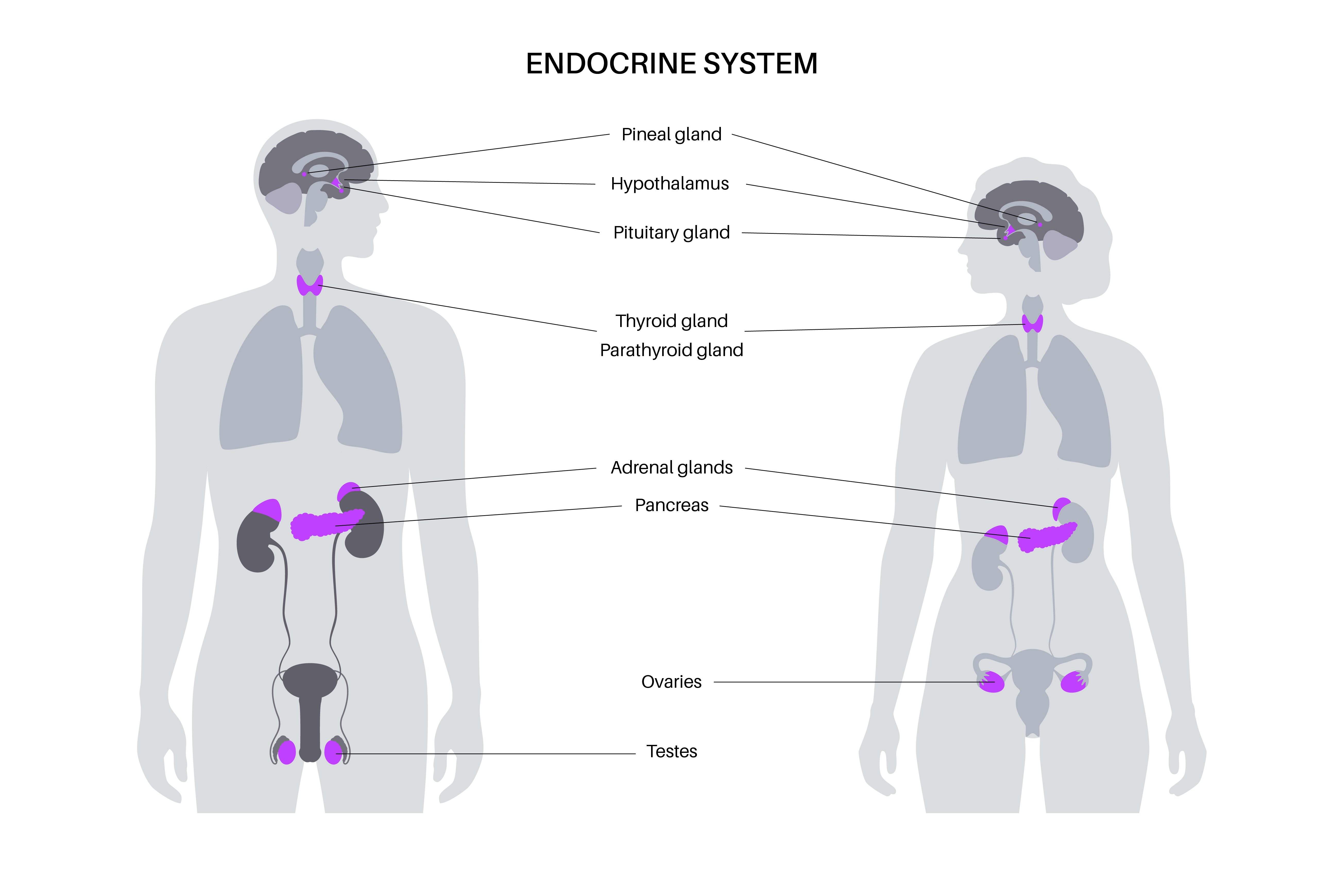 Endokrini sistem
